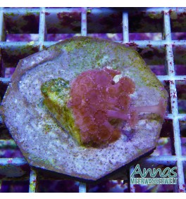 Goniopora Red