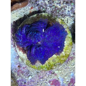 Rhodactis inchoata Blue 