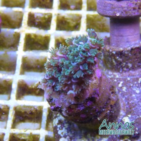 Korallen Paket Acro