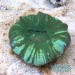 Scolymia australis Grün marmoriert