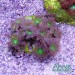 Clavularia viridis tricolor