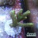 Hydnophora- Pickelkoralle